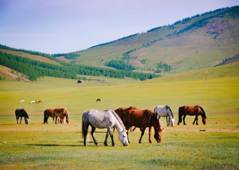 Horses against Hills in Mongolia