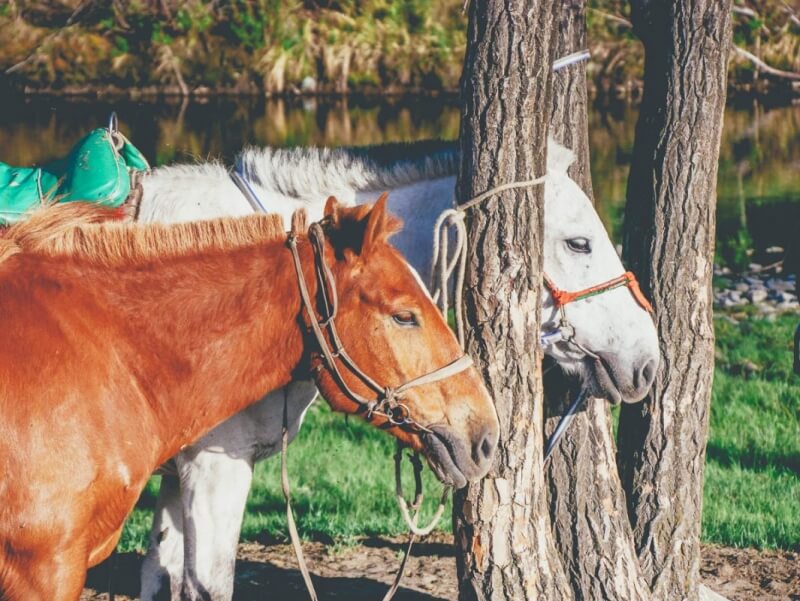 Mongol Horses in Terelj