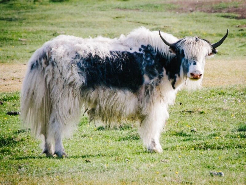 Mongolia Yak