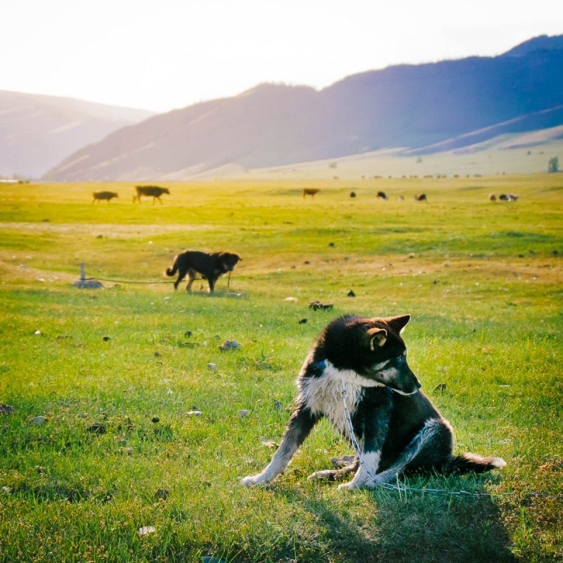 Sheepdogs at Terelj NP